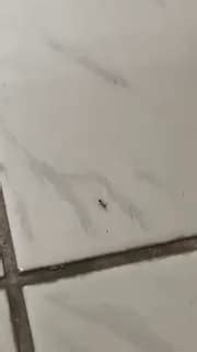 青龍龍 房間出現很多螞蟻